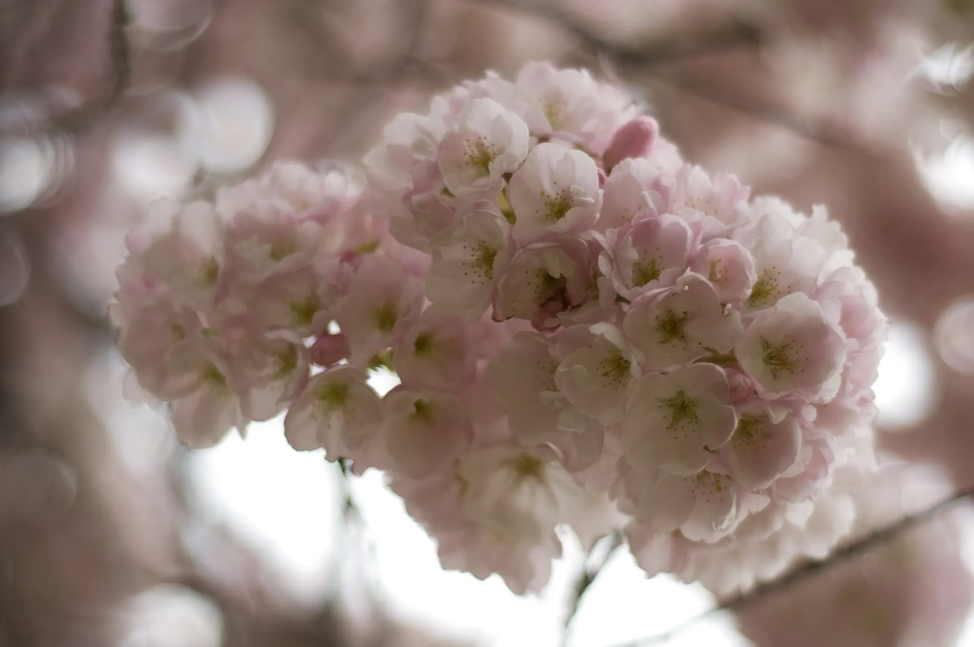 Cherry blossoms on a Kerrisdale street in spring.